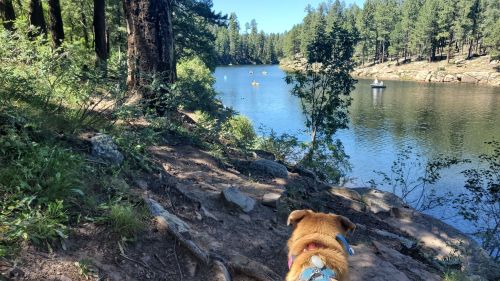 A dog sits on a rocky path overlooking a serene lake surrounded by trees and kayakers in the distance.