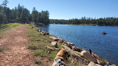 A dog sits by a serene lake surrounded by trees, with a small boat in the distance on a clear, sunny day.