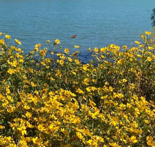 A vibrant scene of yellow flowers by a calm blue lake, with a butterfly fluttering above the blooms.