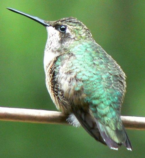 A close-up of a hummingbird perched on a branch, showcasing its iridescent green feathers and slender beak.