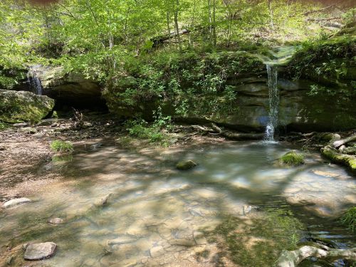 A serene forest scene featuring a small waterfall cascading into a clear pool surrounded by lush greenery.