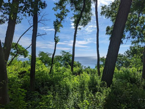 Lush green trees frame a serene view of the ocean under a bright blue sky with scattered clouds.
