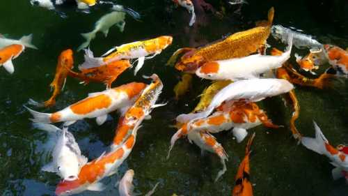 A vibrant group of koi fish in various colors swimming in a clear pond.