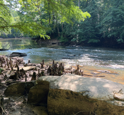 A serene riverbank scene with lush greenery, smooth rocks, and calm water reflecting sunlight.