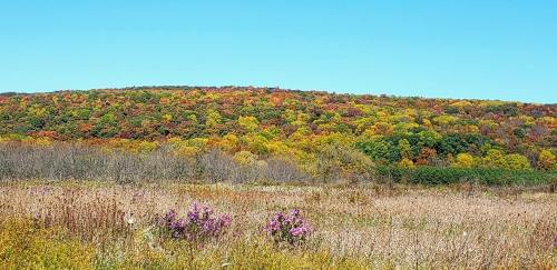 A vibrant autumn landscape with colorful trees on a hill and a field of tall grass and purple flowers in the foreground.