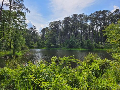 A serene pond surrounded by lush greenery and tall trees under a bright blue sky.