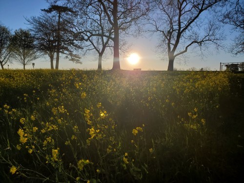 A sun setting behind trees, casting light over a field of yellow flowers.