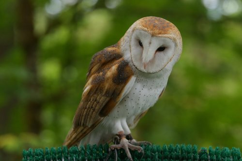 A close-up of a barn owl perched on a green fence, surrounded by blurred greenery.