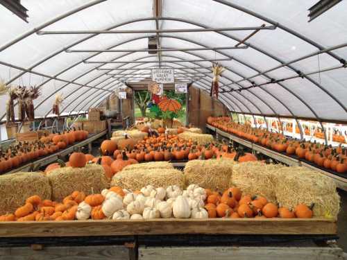 A greenhouse filled with various pumpkins and gourds, arranged on tables with hay bales, creating a festive autumn scene.