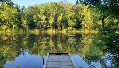 A serene pond surrounded by lush green trees, with reflections of the foliage on the water's surface.