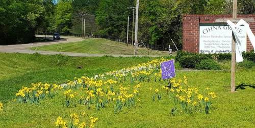 A field of yellow daffodils in front of a church sign along a rural road, with trees and a fence in the background.