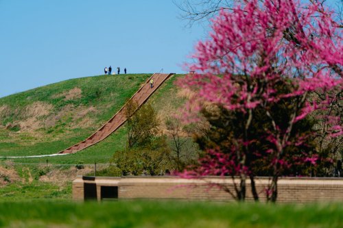 A grassy hill with a wooden slide, people at the top, and blooming pink trees in the foreground under a clear blue sky.