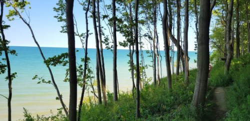 A serene lakeside view with tall trees lining a sandy shore under a clear blue sky.