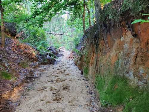 A sandy path winds through a lush green forest, flanked by steep, earthy banks and scattered foliage.