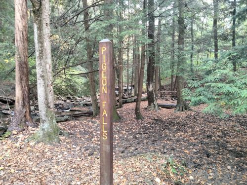 A wooden sign reading "Pigeon Falls" in a forested area with trees and fallen leaves on the ground.
