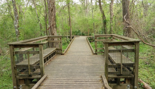 A wooden boardwalk surrounded by lush green trees and foliage in a serene natural setting.
