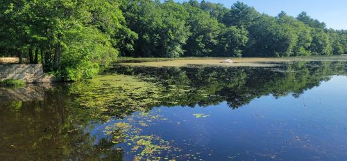 A serene pond surrounded by lush greenery, with reflections on the water and patches of lily pads.