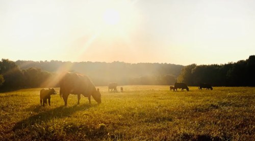 Cows grazing in a sunlit field with trees in the background during golden hour.