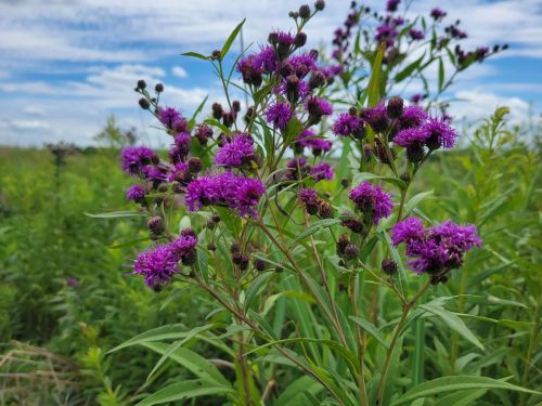 A cluster of vibrant purple flowers against a backdrop of green foliage and a blue sky with scattered clouds.
