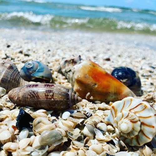 A variety of seashells scattered on a sandy beach with gentle waves in the background.