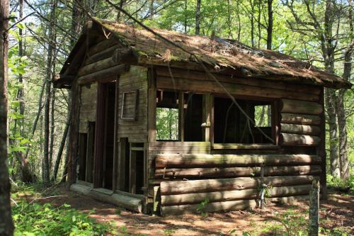 A rustic wooden cabin with a mossy roof, surrounded by trees in a forested area.