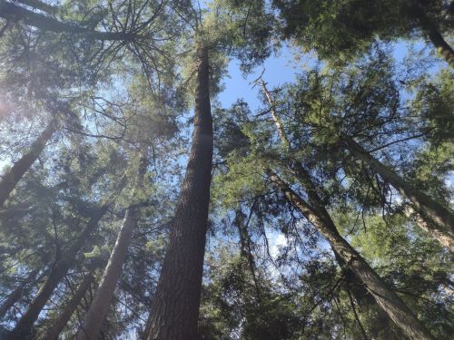 Looking up at tall trees against a blue sky, with sunlight filtering through the leaves.