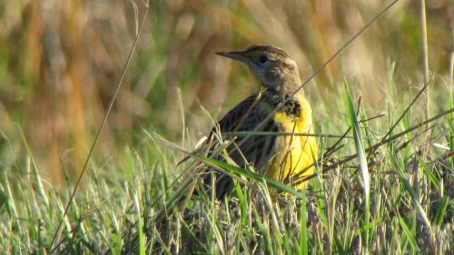 A small bird with a yellow belly and brown streaks sits among green grass in a natural setting.