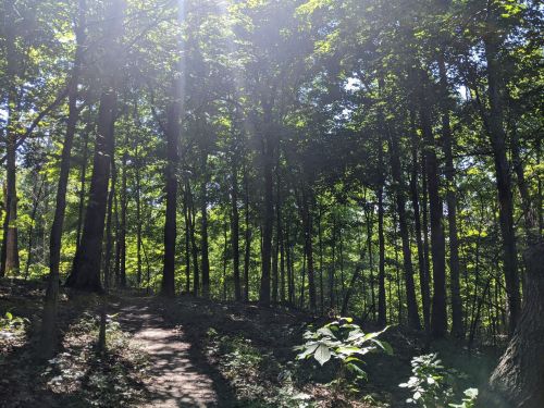 A sunlit forest path surrounded by tall trees and lush greenery.