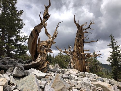 Two twisted, ancient trees stand among rocky terrain under a cloudy sky, surrounded by green foliage.