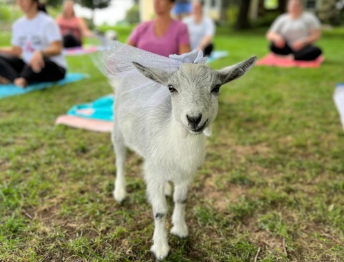 A cute goat wearing a veil stands in a grassy area with people practicing yoga in the background.