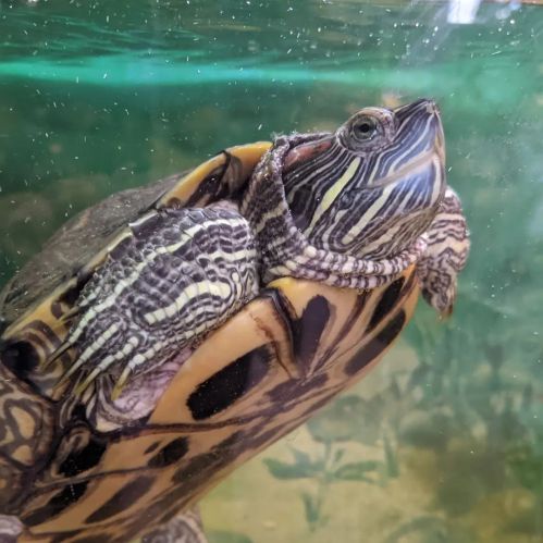 A close-up of a turtle swimming underwater, showcasing its patterned shell and distinctive markings.