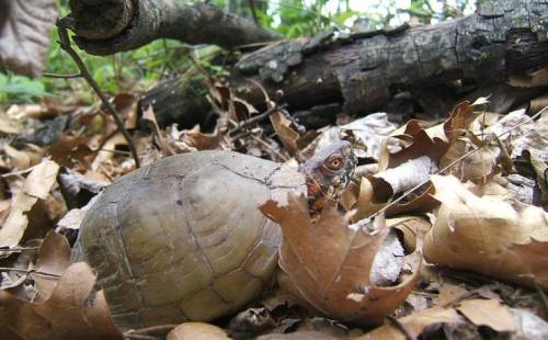 A turtle partially hidden among fallen leaves and twigs in a forested area.