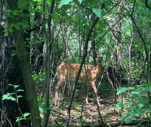 A deer stands among dense greenery and trees in a forested area.