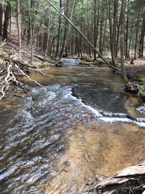 A serene forest stream flows through trees, with clear water and rocky banks, surrounded by lush greenery.