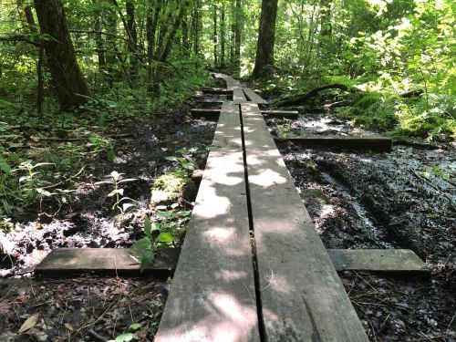 A wooden boardwalk stretches through a lush, green forest, surrounded by muddy ground and vibrant foliage.
