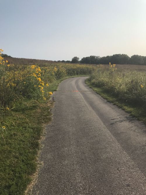 A winding path through a grassy field with yellow wildflowers under a clear sky.