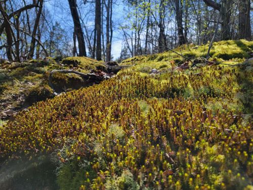 A close-up view of vibrant green moss and small plants on a forest floor, with trees and blue sky in the background.