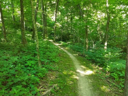 A winding dirt path through a lush green forest, surrounded by trees and dense foliage.