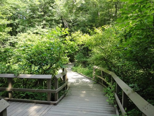 A wooden pathway winds through lush green foliage in a serene forest setting.