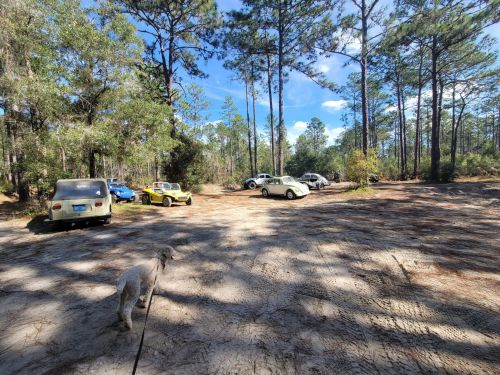 A dog walks in a gravel parking area surrounded by trees, with several parked cars in the background.