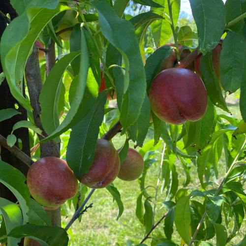 Close-up of ripe peaches hanging from a tree branch, surrounded by green leaves in a sunny garden.