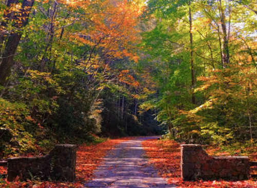 A serene forest path lined with vibrant autumn leaves and trees in shades of green, orange, and yellow.