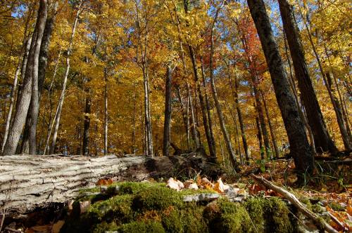 A vibrant autumn forest with tall trees and colorful leaves, featuring a mossy log in the foreground.