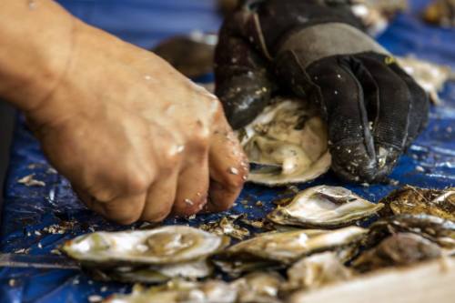 A gloved hand shucking oysters on a blue surface, with several open oysters nearby.