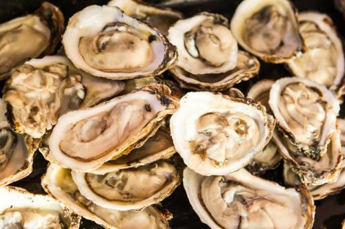 A close-up of fresh oysters on the half shell, showcasing their smooth, glistening interiors.