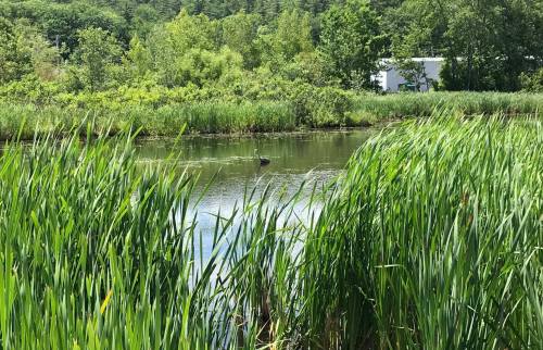 A serene pond surrounded by tall green grass and trees, with a glimpse of a bird in the water.