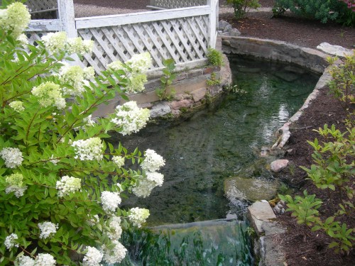 A serene garden scene featuring a small, clear stream flowing past lush greenery and white flowers.