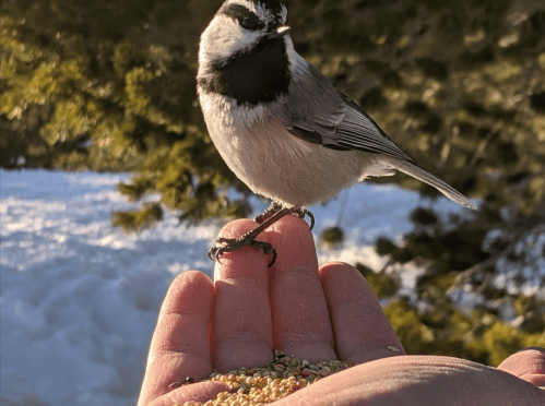 A small bird perched on a hand holding birdseed, with a snowy background and greenery in the distance.