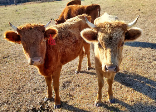Two brown calves stand in a grassy field, one with a tag labeled "109," while another calf is in the background.