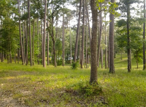 A serene forest scene with tall trees and lush green grass under a bright sky.
